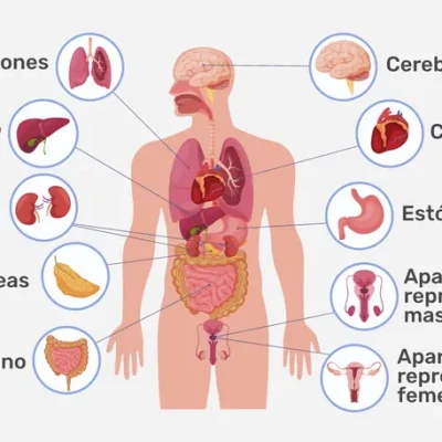 Centro Ciudad Jardín - Osteopatía visceral