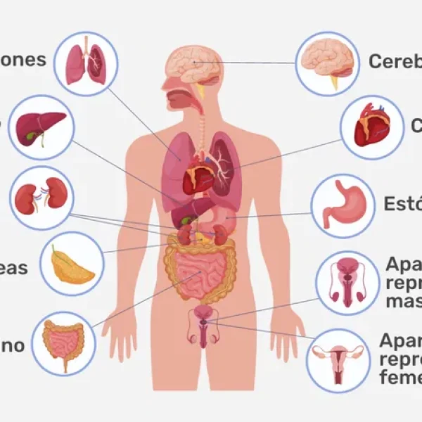Centro Ciudad Jardín - Osteopatía visceral